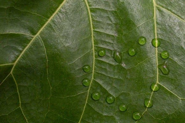 緑の葉の質感にハート型に配置された水滴 抽象的なクローズアップ 柔らかい焦点マクロ — ストック写真
