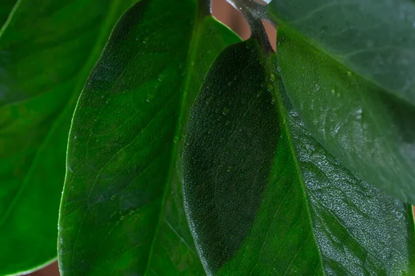 Zamioculcas Zamiifolia Listy Kapkami Vody Měkké Ostření Zblízka — Stock fotografie