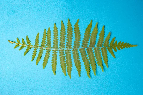 Pressed and dried fern leaf, isolated on blue background