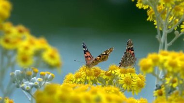 Kelebek doğada sarı çiçekler üzerinde 4K video