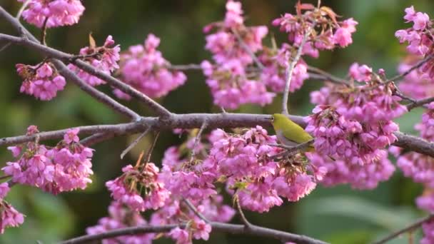 Vidéo Sancho Oiseau Mangeant Des Fleurs Cerisier Véritable Représentation Nature — Video