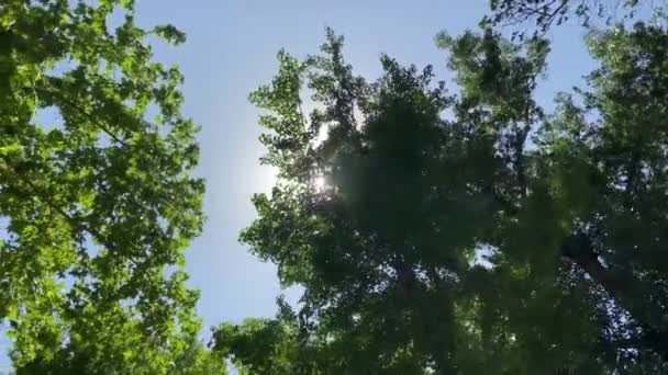 Видео Sunlight Shines Цветами Ветвями Деревьев — стоковое видео