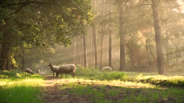 Sheep Wool Grazing Grama Prado Floresta Com Árvores Natureza Verde Filmagem De Stock Royalty-Free