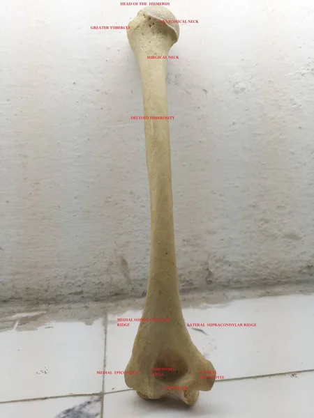 Human Humerus Original Bone Important Anatomical Labeling —  Fotos de Stock