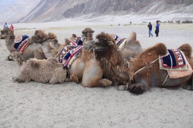 Nubra, Leha, Ladhak, Hindistan 4 Haziran 2021: Nubra Çölü 'nde iki hörgüçlü deve ya da Bactrian devesi dağ geçmişi olan bir turisti bekliyor