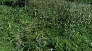 Afrika 'da küçük bir köyde bir çiftliğin insansız hava aracı görüntüsü.