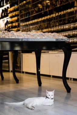 İSTANBUL, TURKEY - 9 Ağustos 2021: Grand Bazaar 'da bir kuyumcunun girişinde duran beyaz kedi