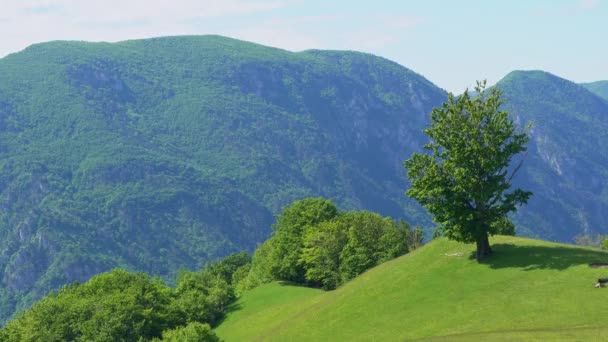 Majestätisch Schöne Berglandschaft Mit Einsamen Baum Auf Hügel Mit Grünem — Stockvideo