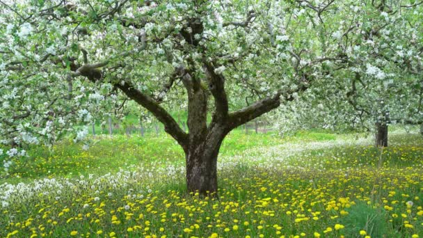 Zbliżenie Białego Kwiatu Jabłoni Gałęzi Drzewa Sadem Owocowym Tle Sezonie — Wideo stockowe
