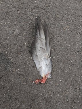 Kaldırımdaki ölü gri güvercin kuşunun tüylü kırık kanat kalıntılarının üst görüntüsü.