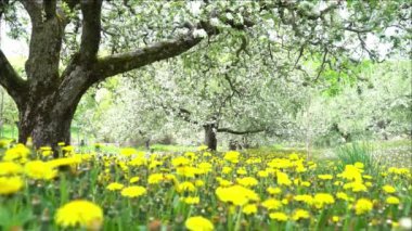 Bahar mevsiminde meyve bahçesinde serpilmiş çiçek açmış elma ağacı sırasının perspektifi