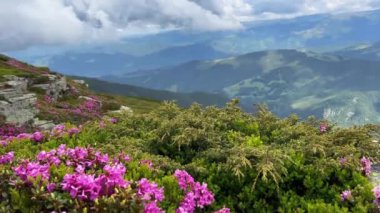 # Dağların zirvesinde # # mavi gökyüzü ve yaz boyunca arka planda bulutlarla # # Güzel, vahşi, pembe çıngıraklı çiçeklere yakın çekim #