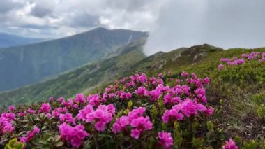 # Dağların zirvesinde # # mavi gökyüzü ve yaz boyunca arka planda bulutlarla # # Güzel, vahşi, pembe çıngıraklı çiçeklere yakın çekim #