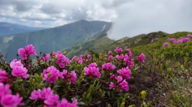 # Dağların zirvesinde # # mavi gökyüzü ve yaz boyunca arka planda bulutlarla # # Güzel, vahşi, pembe çıngıraklı çiçeklere yakın çekim #