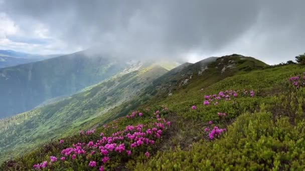 Close Van Prachtige Wilde Rododendron Roze Bloemen Bergtop Met Blauwe — Stockvideo