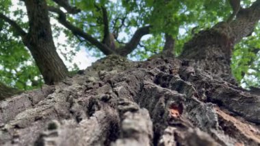 perspective from bellow closeup detail of very old oak tree bark growing in to the sky with green leaves crown above