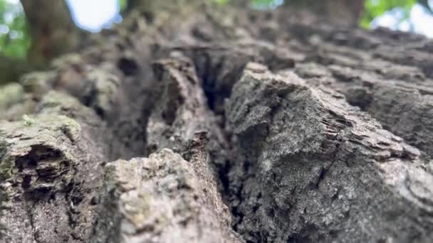 Perspective Bellow Closeup Detail Very Old Oak Tree Bark Growing — Stockvideo