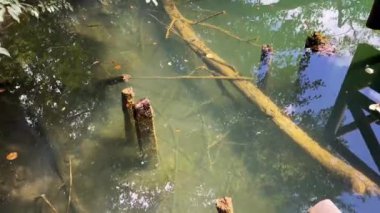 Ağaç gövdesi kütüklerine yakın bir gölün berrak sularında süzülen kabuksuz ağaç kütükleri.