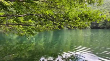 Ormanla çevrili yağmur damlaları ile gölde yansıyan yeşil yapraklı ağaç dallarına yakın çekim