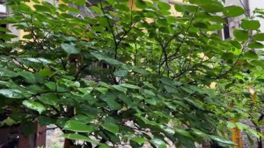 Yeşil ağaç yapraklarına düşen yağmurun yakın çekimi