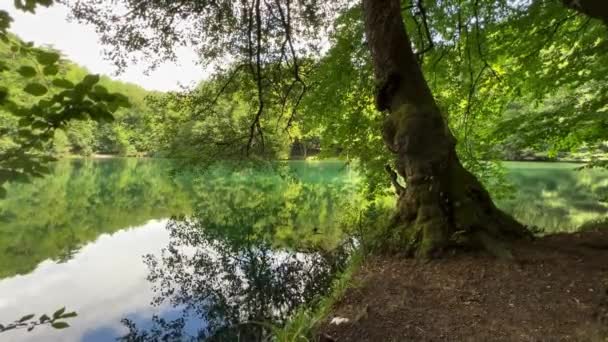 Primer Plano Del Viejo Árbol Junto Lago Rodeado Bosque Parque — Vídeos de Stock