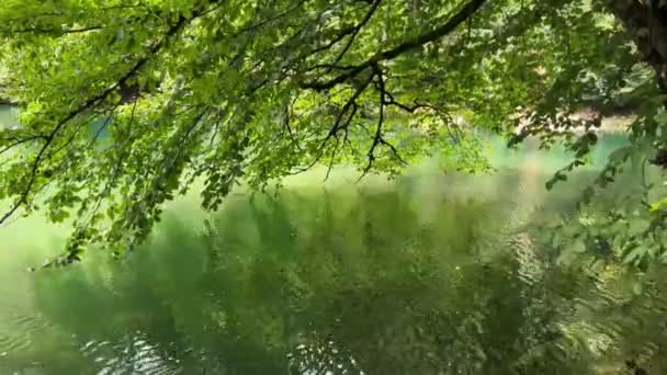 Closeup Tree Branches Green Leaves Blown Wind Reflecting Lake Water — Stock Video