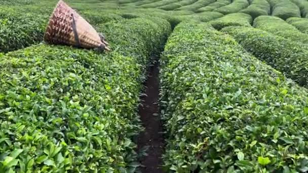 在Rize省一个传统收获柳条圆锥形篮子附近的一排排土耳其红茶种植园之间行走 — 图库视频影像