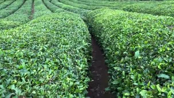 在一排绿叶的土耳其红茶种植园中间走着 准备在山上的梯田里收割 — 图库视频影像