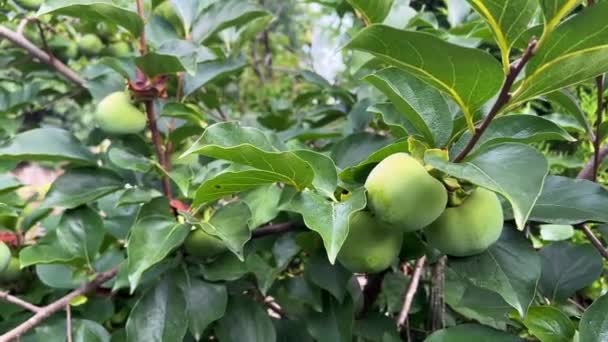 Detailní Záběr Nezralého Ovoce Japonského Persimmona Obklopeného Zelenými Listy Stromě — Stock video