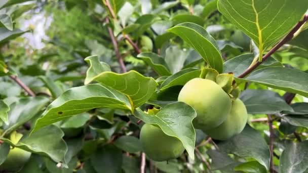 Zbliżenie Niedojrzałych Owoców Persymony Japońskiej Otoczeniu Zielonych Liści Drzewie — Wideo stockowe