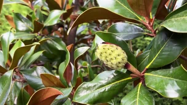 Gros Plan Bourgeon Fleur Magnolia Vert Entouré Feuilles Arbre Vert — Video