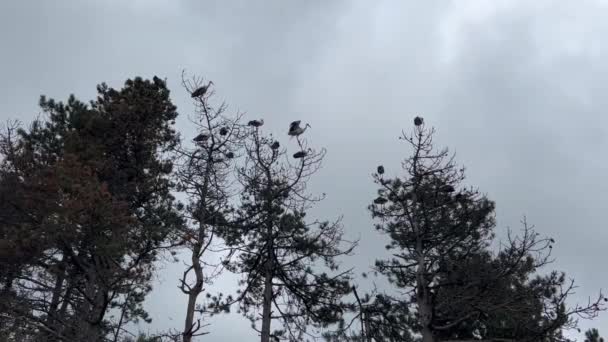 Nahaufnahme Einer Wandernden Storchenschar Die Von Bäumen Fliegt Mit Bewölktem — Stockvideo