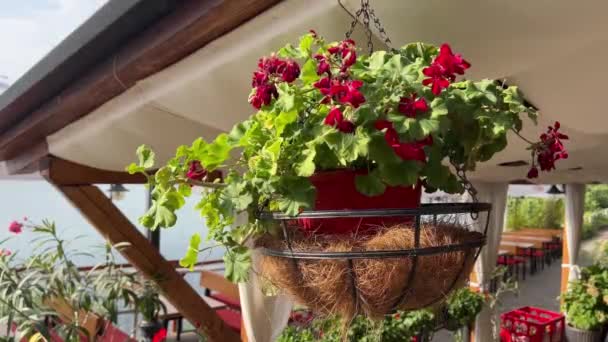 Closeup Των Κόκκινων Λουλουδιών Βάζο Κρέμεται Στη Βεράντα Ενός Εστιατορίου — Αρχείο Βίντεο
