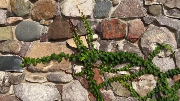 川の石で作られた壁に生えているツタのつるの緑の葉の塊 — ストック動画