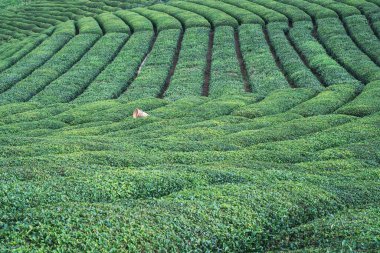 Cayeli 'nin Rize bölgesinde geleneksel hasat hasat sepetine sahip sıra sıra Türk siyah çay tarlaları perspektifi