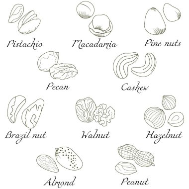 Menü tasarımı, yemek tarifleri ve ürün ambalajı için vektör seti. Badem, fıstık, fındık, fındık, fıstık, fıstık, fındık, fındık, fındık, fındık, fındık, fındık, fındık, çam fıstığı..