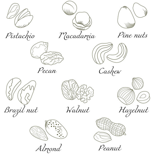 Векторный набор гаек для дизайна меню, рецептов и упаковки продуктов. Миндаль, фисташки, фундук, кешью, арахис, грецкие орехи, бразильские орехи, пеканы, макадамия, сосновый орех..