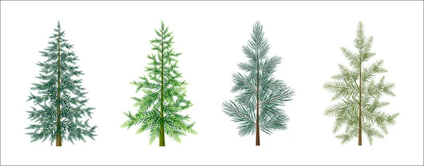 Набор Зеленых Рождественских Деревьев Белом Фоне Векторная Зимняя Ель Мультяшном — стоковый вектор