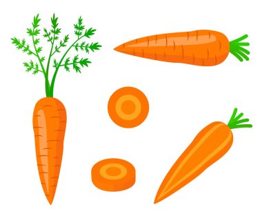 Fresh carrot with green leaf in cartoon style. Vector whole, half and parts sweet carrot isolated on a white background.