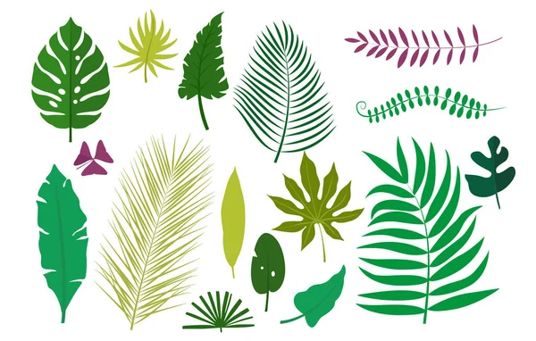 Набор Тропических Листьев Белом Фоне Векторная Ботаническая Коллекция Экзотических Растений — стоковый вектор