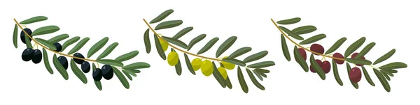 Set Fresh Tasty Olive Branches White Background Vector Black Green — стоковый вектор
