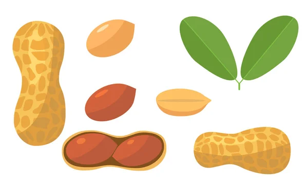 Fresh peanut with green leaf in cartoon style. Vector whole, half and nuts peanut isolated on a white background.