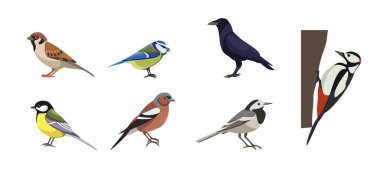 Set of different varicoloured birds on white background. Vector collection sparrow, tit lazarev, rook, great spotted woodpecker, common wagtail, chaffinch, great tit in cartoon style. clipart