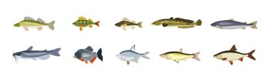 Beyaz arka planda güzel nehir balığı seti. Vector walleye, levrek, yakut, alabalık, yayın balığı, pirana, hamamböceği ve karikatür tarzında çipura.