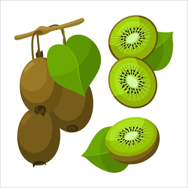 Frische Zweige Kiwi Mit Grünem Blatt Cartoon Stil Vektor Ganze — Stockvektor
