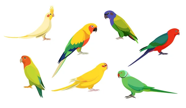 Set Beautiful Cute Birds Paradise White Background Vector Parrots Cockatiel — Stock Vector