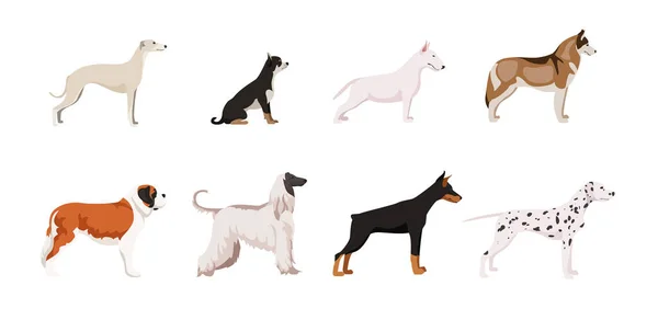 Набір Красивих Милих Собак Білому Тлі Vector Italian Greyhound Chihuahua — стоковий вектор