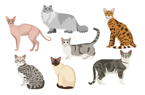 Set Schöner Und Niedlicher Katzen Auf Weißem Hintergrund Vector Sphynx — Stockvektor