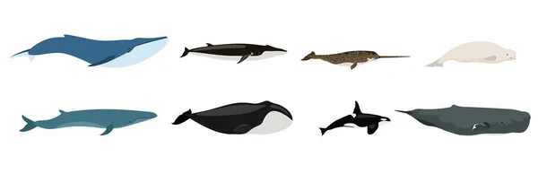 Set Van Mooie Schattige Walvissen Witte Achtergrond Vector Beluga Orka — Stockvector