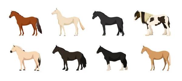 Beyaz arka planda güzel ve şirin atlar. Vector don horse, akhal-teke, frisian, gypsy, fijord, mustang and shire çizgi film stilinde.